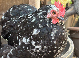 Pekin bantam rooster and hen. &pound;40 for both