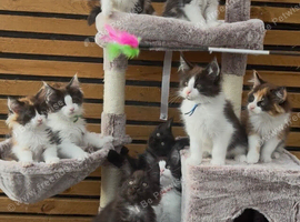 Outstanding GCCF Registered Maine Coon Kittens