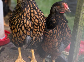 Gold Lace Wyandottes