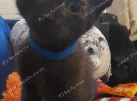 black kittens ready for forever homes