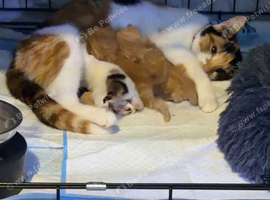 Kittens for sale
