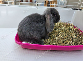 Mini lop baby bunnys
