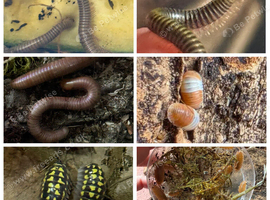 Millipede and isopod x 32 starter bundle