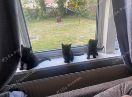 4 beautiful kittens