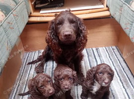 Cocker spaniel puppies