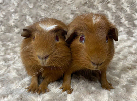 Adorable bonded baby guinea pigs. Available now!