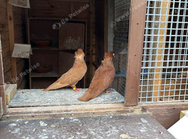 Feleghazers for sale
