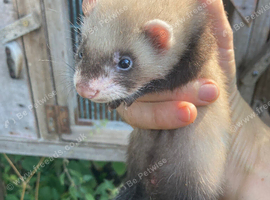 Young ferret kits