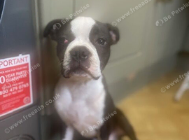 1 Boston terrier Boy with Haggerty spot