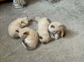 Beautiful ragdoll kittens for sale
