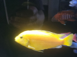 Yellow lab cichlid