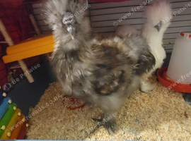 2 silkie chicks 9 weeks old boy and girl urgent
