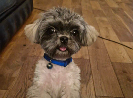 ** Very small proven Malshi stud**