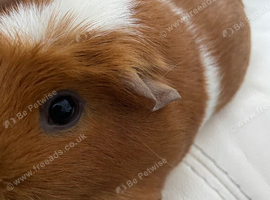 2 guinea pigs for sale