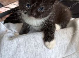 Fluffy Kittens Looking for Forever Homes!