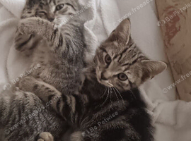 2 Lovely Tabby Kittens