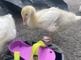 Young male goose