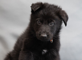 Health Tested Czech German Shepherd Puppies