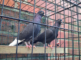 English high fly pigeons for sale