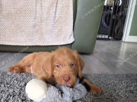 German Pointer x Labradoodle