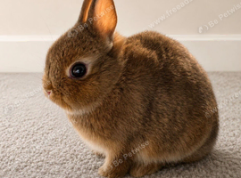 Netherland Dwarf Girl