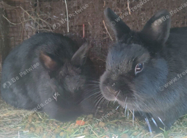 2 Netherland sisters &pound;30