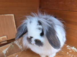 Mini lionhead lop rabbit just over a year old