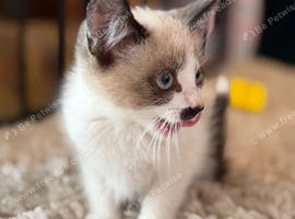 Ragdoll x kittens