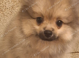 We are delighted to offer 2 boys from the exclusive Royal Exklusive Pom kennel