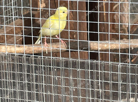canaries for sale