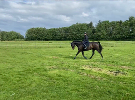 Gorgeous 16.2 dark bay mare