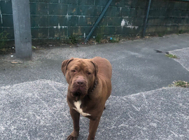 I&rsquo;m selling bull mastiff