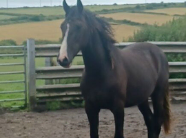 Quality Gelding to make 16hh+