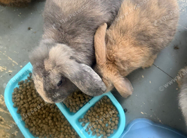 Baby bunnies