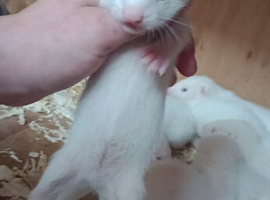 Ferret kits
