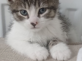 Five beautiful Tabbie kittens