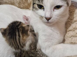 Female kitten