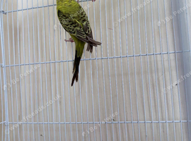 "For sale: Lovebirds in excellent health and with beautiful colors."