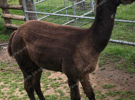Herd sire modern grey alpaca male