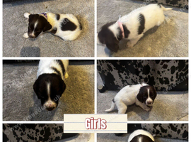 Springer spaniel puppies