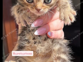 One Gorgeous bengal /tabby mixed kitten left