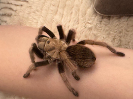 Selection of tarantulas