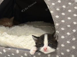 kittens