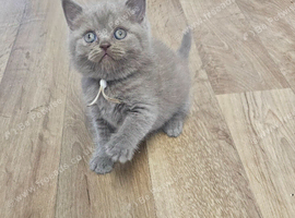 British shorthair kitten
