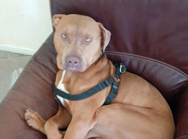 15 month old Marley needs rehoming