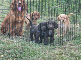 Countryside raised cocker spaniel puppies