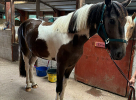 Handsome youngster