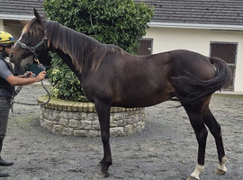 Sane sensible homebred 16h 13yo Irish TB mare RORE