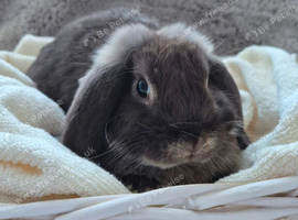 Mini Lop 2 boy