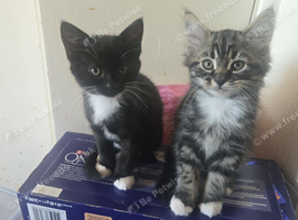 Beautiful kittens